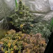 New tent setup 1st run