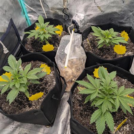 Milk & Qookie Smasher 1st run