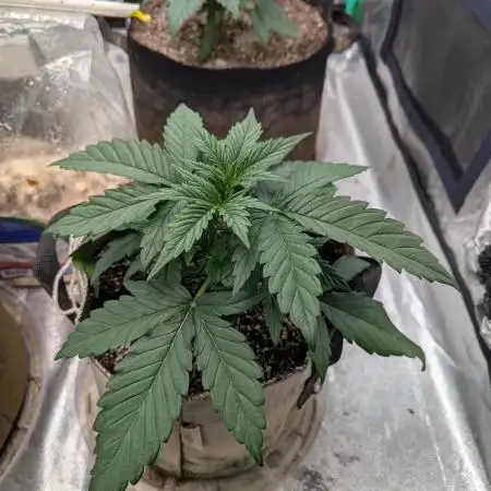 Deep purple crush