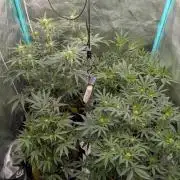 Milk & Qookie Smasher 1st run