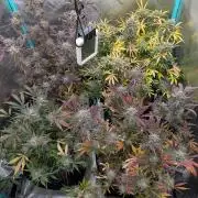 Milk & Qookie Smasher 1st run