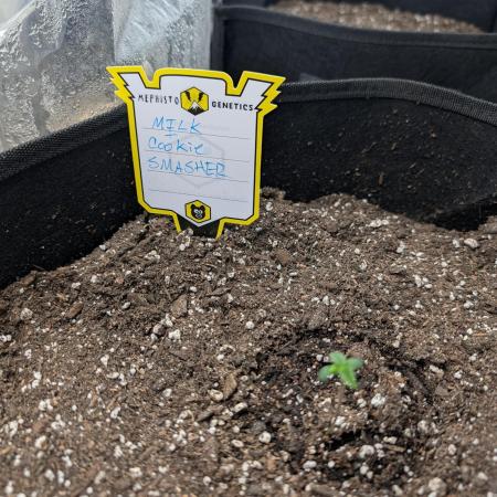 Milk & Qookie Smasher 1st run