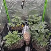 New tent setup 1st run