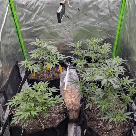 New tent setup 1st run