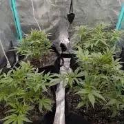 Milk & Qookie Smasher 1st run