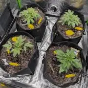 New tent setup 1st run