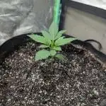 Deez Nugs
