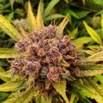 Purple Lemonade / Lemon Pie auto run