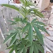 Vanilla Frosting F4 x Grand Prix