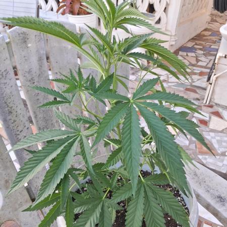 Vanilla Frosting F4 x Grand Prix