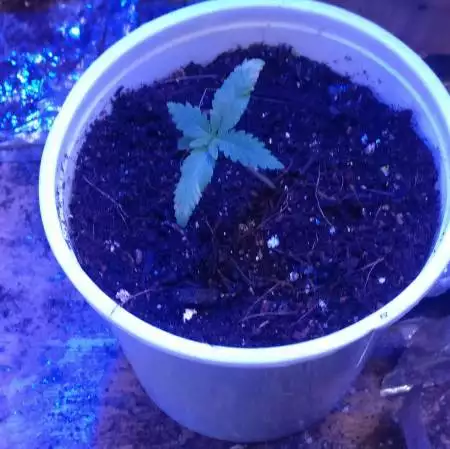 FLC - Feminized 
