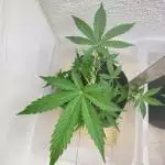 RQS Purple Punch - 8L