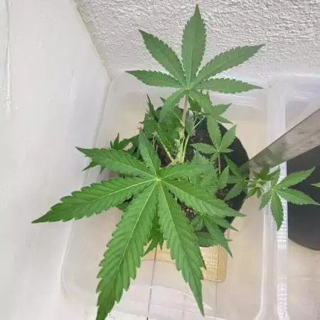 RQS Purple Punch - 8L