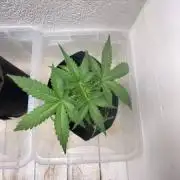 RQS Northern Lights 8L