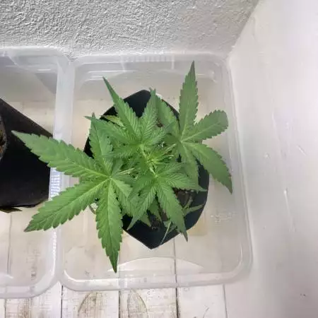 RQS Northern Lights 8L