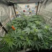 Banana Orange Pineapple - Shwale