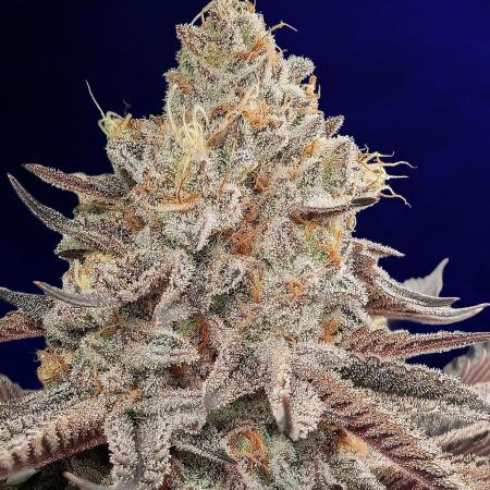 BOP (Banana Orange Pineapple) - Shwale