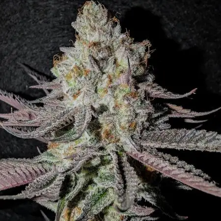 Banana Orange Pineapple - Shwale