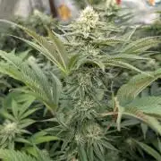 Banana Orange Pineapple - Shwale