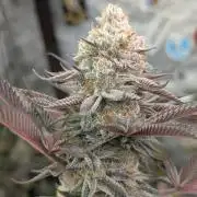 Banana Orange Pineapple - Shwale