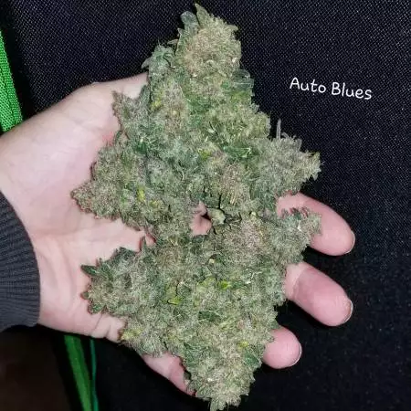 Got those Auto Blues