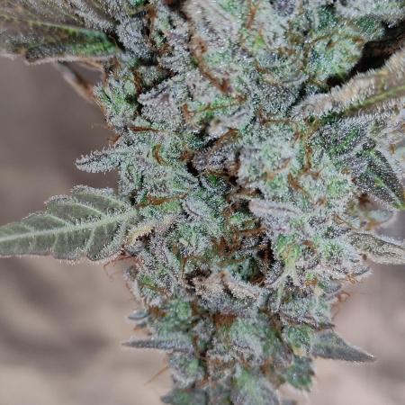 Auto Critical Orange Punch