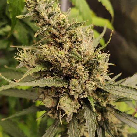 Sweet Seeds Variety