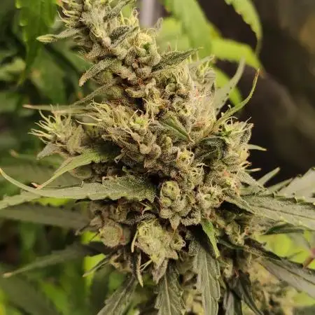 Sweet Seeds Variety