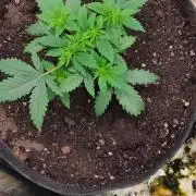 Izi Seeds Permanent Bluez