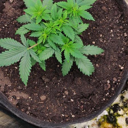 Izi Seeds Permanent Bluez