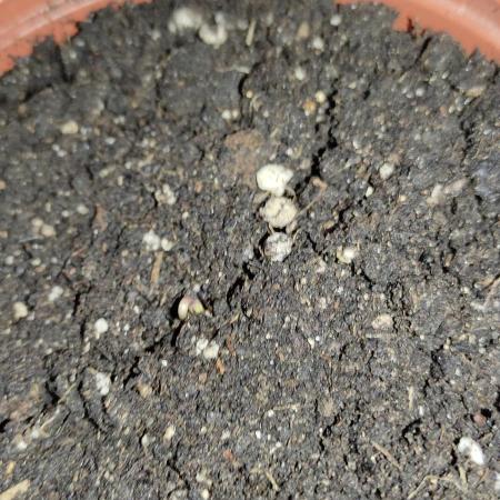 Izi Seeds Permanent Bluez