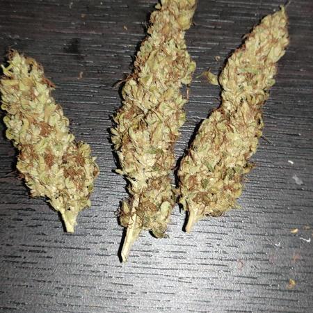 Izi Seeds Permanent Bluez