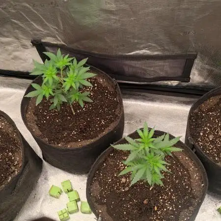 Sweet Seeds Variety