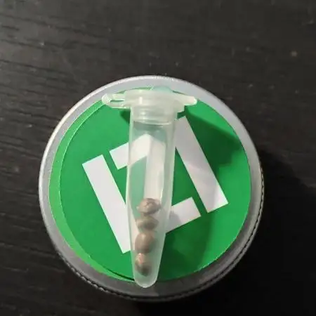 Izi Seeds Permanent Bluez