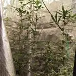 Sweet Seeds Variety