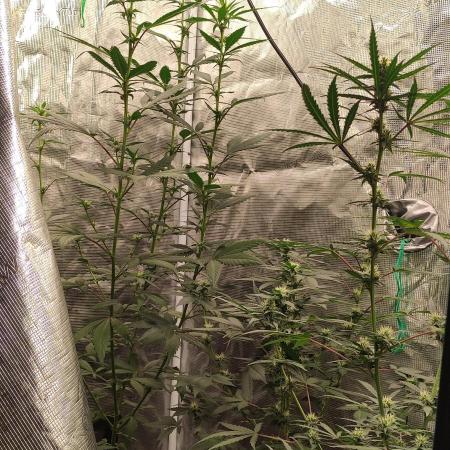 Sweet Seeds Variety