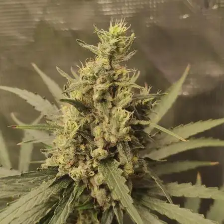 Sweet Seeds Variety