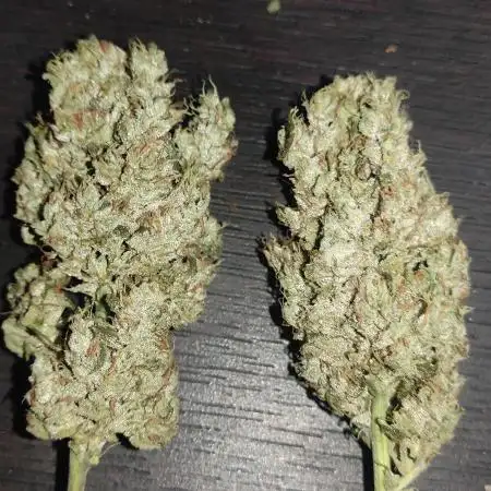 Sweet Seeds Variety