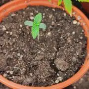 Izi Seeds Permanent Bluez