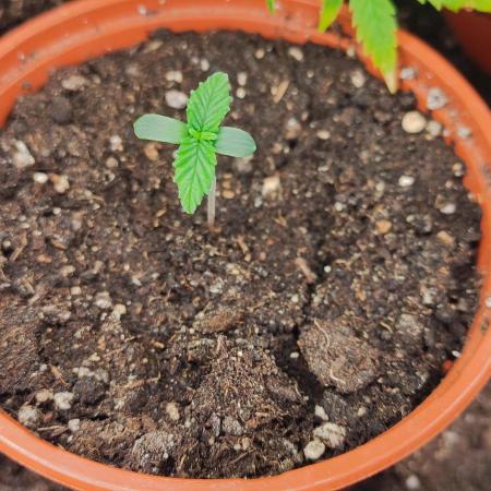 Izi Seeds Permanent Bluez