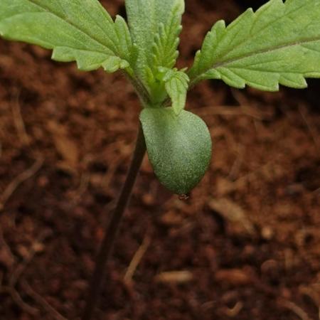 Spanish Moon by West Side Growth