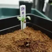 Spanish Moon by West Side Growth