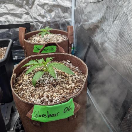 Caring for Angry Bears