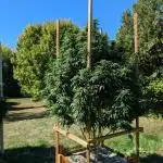 OG Kush Outdoor