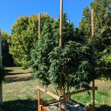 OG Kush Outdoor