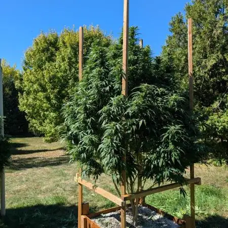 OG Kush Outdoor