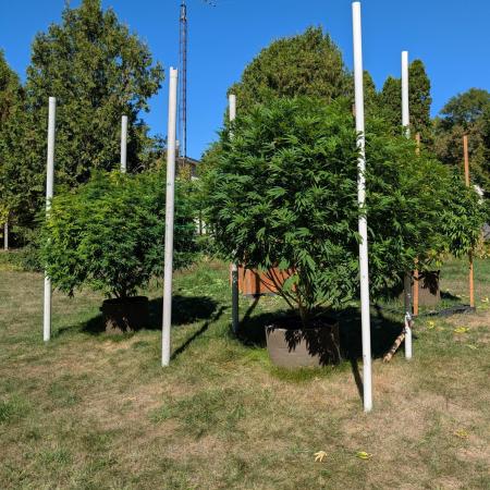 Kush Cookies Outdoor
