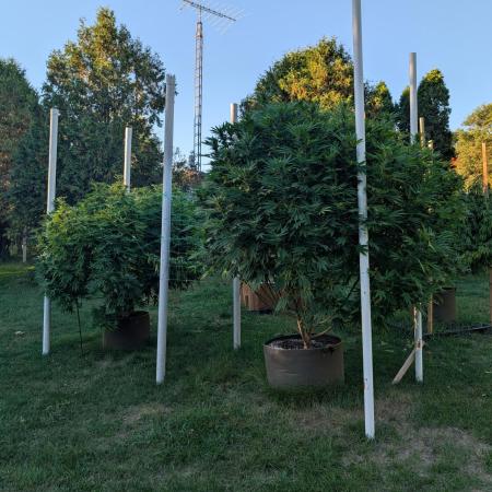 Kush Cookies Outdoor