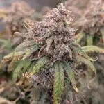 Kushberry Auto