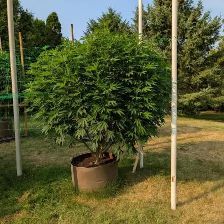 Kush Cookies Outdoor